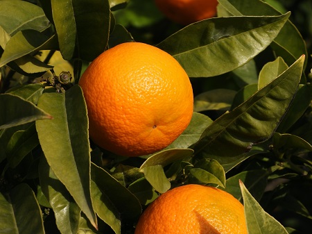 Eine hohes c Orange hängt am Baum